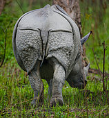 Wild Great one-horned rhinoceros (Rhinoceros unicornis) in the park. Back view. India. Kaziranga National Park.