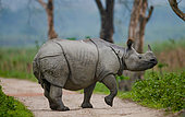 Wild Great one-horned rhinoceros (Rhinoceros unicornis) is standing on the road in India. Kaziranga National Park.
