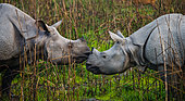 Rhinocéros indien (Rhinoceros unicornis) face à face, Parc national de Kaziranga, Inde