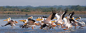 Flock of Pelicans blancs (Pelecanus onocrotalus) is flying over the lake. Lake Nakuru. Kenya. Africa.