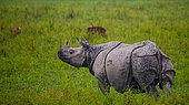 Wild Great one-horned rhinoceros (Rhinoceros unicornis) is standing on the grass. India. Kaziranga National Park.