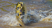 Tail of the Nile crocodile (Crocodylus niloticus) at the time of the attack in the water. Kenya. Maasai Mara. Africa.
