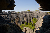 Tsingy de Bemaraha. Typical landscape with tree. Madagascar.