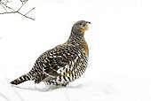 Western Capercaillie (Tetrao urogallus) hen in snow, Bavaria, Germany