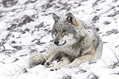 Common Wolf (Canis lupus) lying in snow, Bavaria, Germany