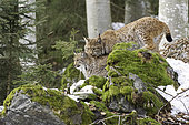 Eurasian Lynx (Lynx lynx), mating in forest in winter, Bavaria, Germany