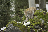 Eurasian Lynx (Lynx lynx), in forest in winter, Bavaria, Germany