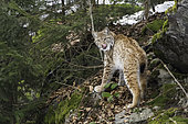 Eurasian Lynx (Lynx lynx), in forest in winter, Bavaria, Germany