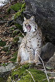 Eurasian Lynx (Lynx lynx), yawning in forest in winter, Bavaria, Germany