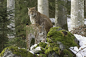 Eurasian Lynx (Lynx lynx), pair in forest in winter, Bavaria, Germany