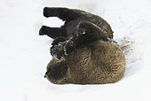 Brown Bear (Ursus arctos) playing in snow, Bavaria, Germany