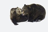 Brown Bear (Ursus arctos) playing in snow, Bavaria, Germany
