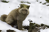 Corsac Fox (Vulpes corsac) in snow, Bavaria, Germany