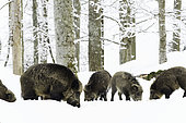 Eurasian Wild Boar (Sus scrofa) group in snow, Bavaria, Germany