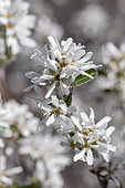 Snowy mespilus (Amelanchier ovalis) in bloom, Bouches-du-Rhone, France