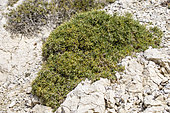 Prostrate Rosemary (Rosmarinus officinalis) on coastal limestone rocks, Calanques National Park, Bouches-du-Rhone, France