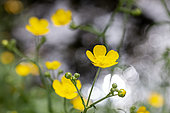 Meadow buttercup (Ranunculus acris) growing by a pond, Gers, France