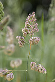 Cock's-foot (Dactylis glomerata), Gers, France
