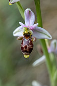 Woodcock bee-orchid (Ophrys scolopax), Aude, France