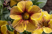 Petunia Petchoa Interspecific Beautical Caramel Yellow