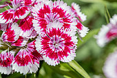 Sweet William (Dianthus barbatus)