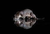 Eurasian otter (Lutra lutra) walking amongst water, Scotland