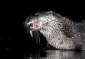 Eurasian otter (Lutra lutra) eating a fish, Scotland