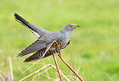 Cuckoo (Cuculus canorus) perched on fdry twigs, Scotland