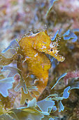 Sea-horse (Hippocampus hippocampus . Fish of the Canary Islands, Tenerife.