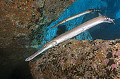 Trumpet fish (Aulostomus strigosus). Fish of the Canary Islands, Tenerife.