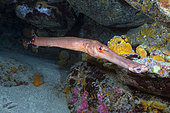 Trumpet fish (Aulostomus strigosus). Fish of the Canary Islands, Tenerife.