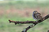 Little owl (Athene noctua) on a branch in spring, France