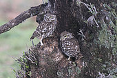 Little owl (Athene noctua) pair at the entrance to their nest in spring, France