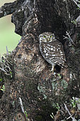 Little owl (Athene noctua) at the entrance to their nest in spring, France