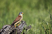 Lesser kestrel (Falco naumanni), male on a log with prey in its talons, France