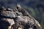 Egyptian mongoose (Herpestes ichneumon) on a rocky outcrop in spring