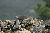 Egyptian mongoose (Herpestes ichneumon) on a rocky outcrop in spring