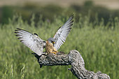 Lesser kestrel (Falco naumanni), male on a trunk with prey in its talons, France