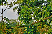 West African tree viper (Atheris chlorechis) on a branch, Togo. From Guinea to Cameroon. Controlled conditions