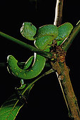 West African tree viper (Atheris chlorechis) on a branch, Togo. From Guinea to Cameroon. Controlled conditions