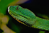 Portrait of West African tree viper (Atheris chlorechis), Togo. From Guinea to Cameroon. Controlled conditions