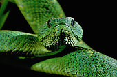Portrait of West African tree viper (Atheris chlorechis), Togo. From Guinea to Cameroon. Controlled conditions