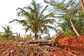 Sudan plated lizard or rough-scaled plated Lizard (Broadleysaurus = Gerhosaurus major), Togo. from Ghana to Mozambique