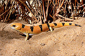 Peters' Banded Skink (Scincopus fasciatus) From Lybia and Sudan to Mauritania and Morocco. Biotope reconstitué