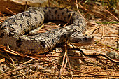 Lataste's viper (Vipera latastei gaditana) from Coto Donana (Spain) Captivity