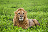 Big male lion (Panthera leo) is lying in the grass. Serengeti National Park. Tanzania.