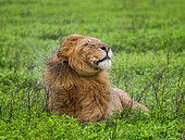 Big lion (Panthera leo) is lying on the grass in the rain and shakes his wet mane. Serengeti National Park. Tanzania.