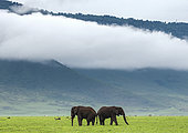 Pair of African elephants (Loxodonta africana) in the Ngorongoro crater against the background of fog. Ngorongoro National Park. Tanzania.
