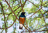 Superb Starling (Lamprotornis superbus) is sitting on a branch of acacia. Serengeti National Park. Tanzania.
