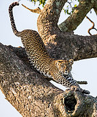 Leopard (Panthera pardus pardus) on a tree. National Park. Kenya. Tanzania. Maasai Mara. Serengeti.